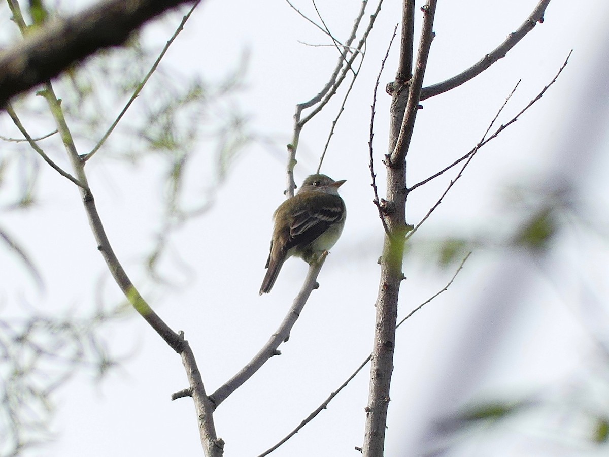 Willow Flycatcher - Charles  Crawford