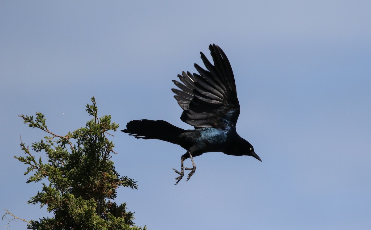 Boat-tailed Grackle - ML589547031