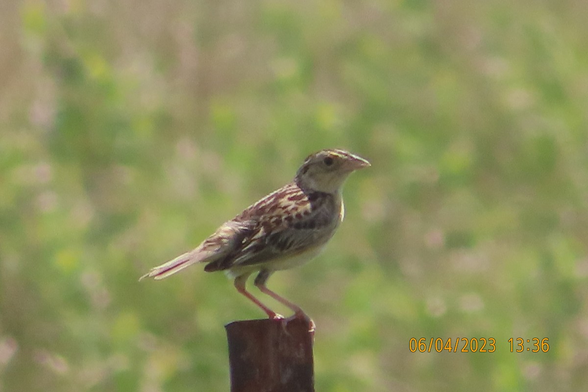 Grasshopper Sparrow - ML589547931