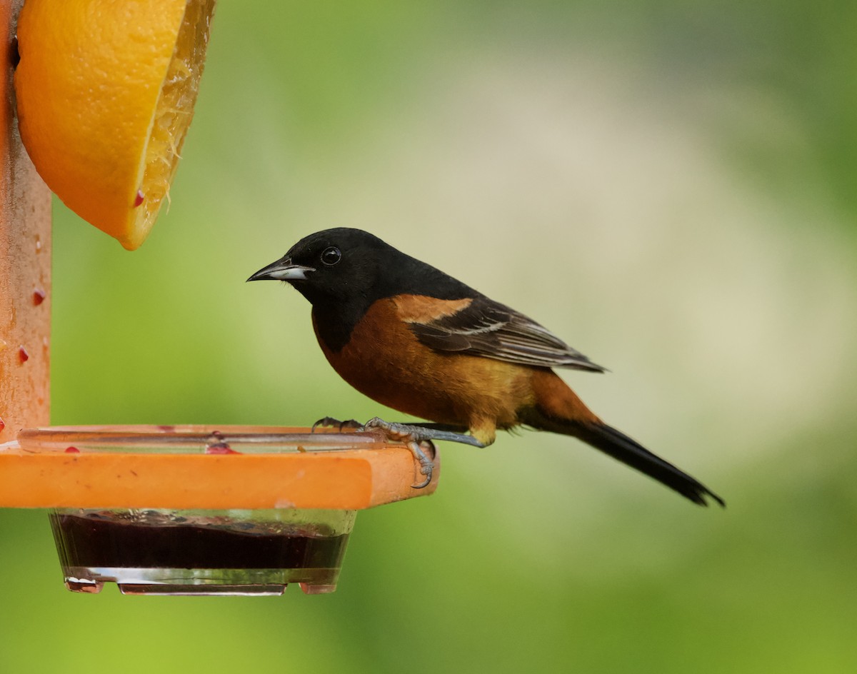 Orchard Oriole - ML589548321