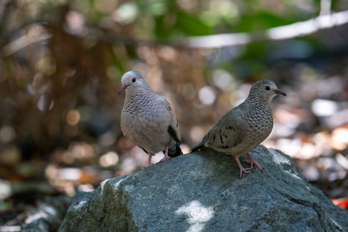 Common Ground Dove - Andrew Newmark