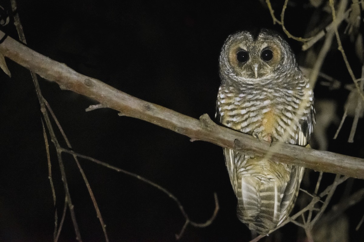Rufous-legged Owl - ML589552271