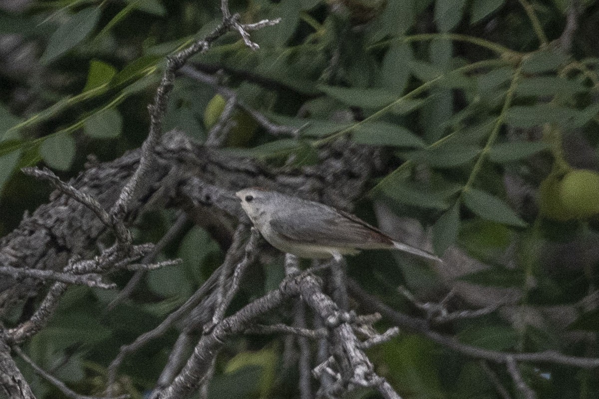 Lucy's Warbler - ML589555711