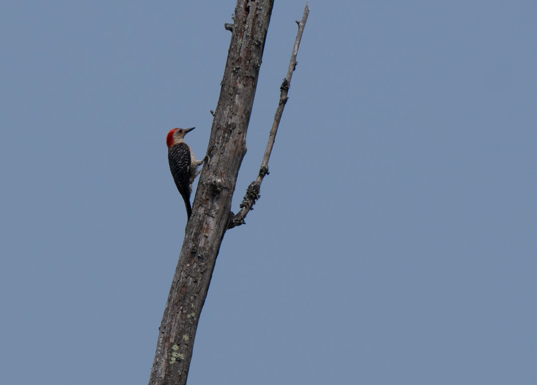 Red-bellied Woodpecker - Benson Wills