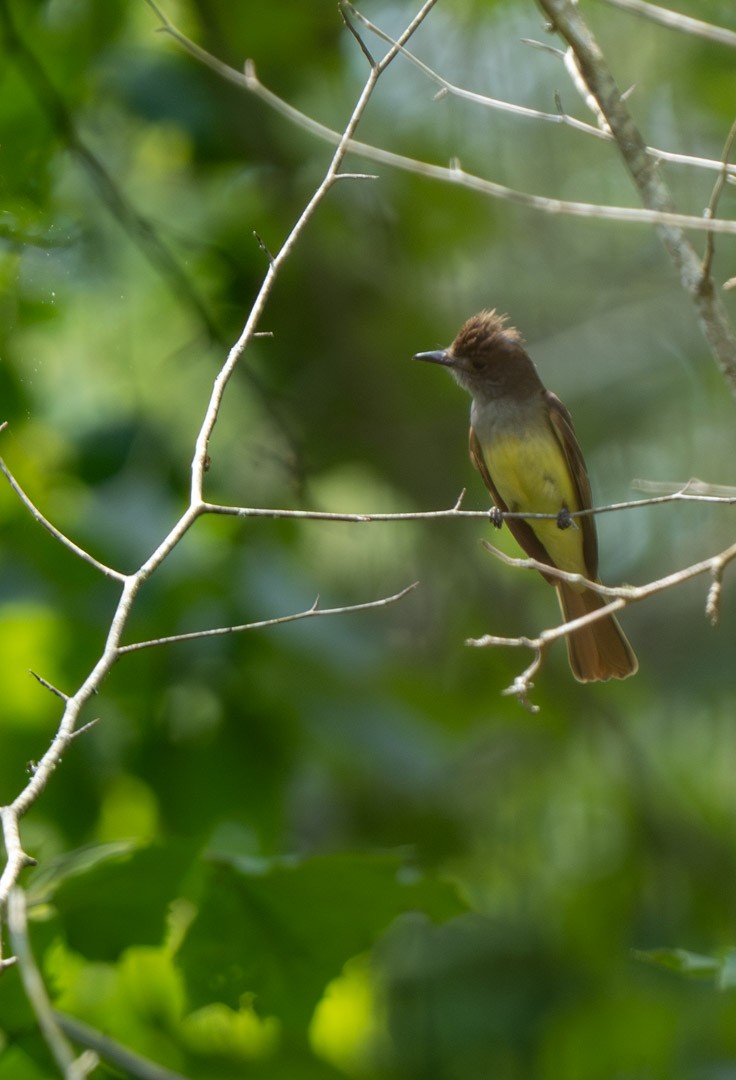 Great Crested Flycatcher - ML589556211