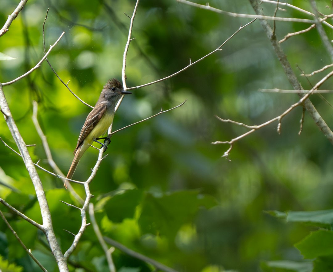 Great Crested Flycatcher - ML589556221