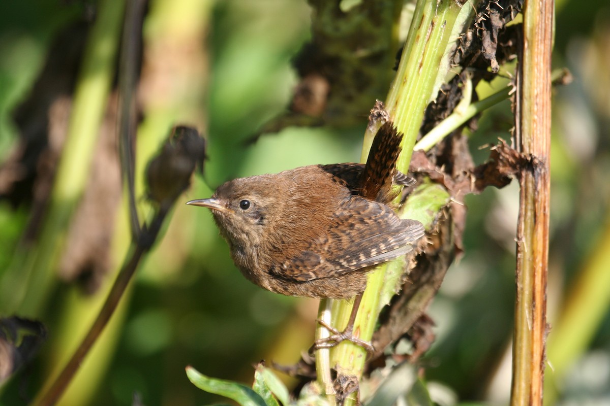 Pacific Wren (alascensis Group) - ML589557891