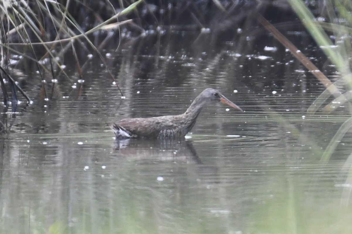 New York Breeding Bird Atlas Checklist 29 Jun 2023 Timber Point