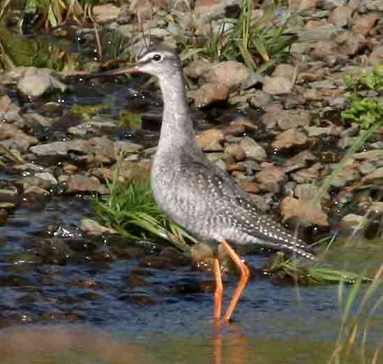 Spotted Redshank - ML589558821