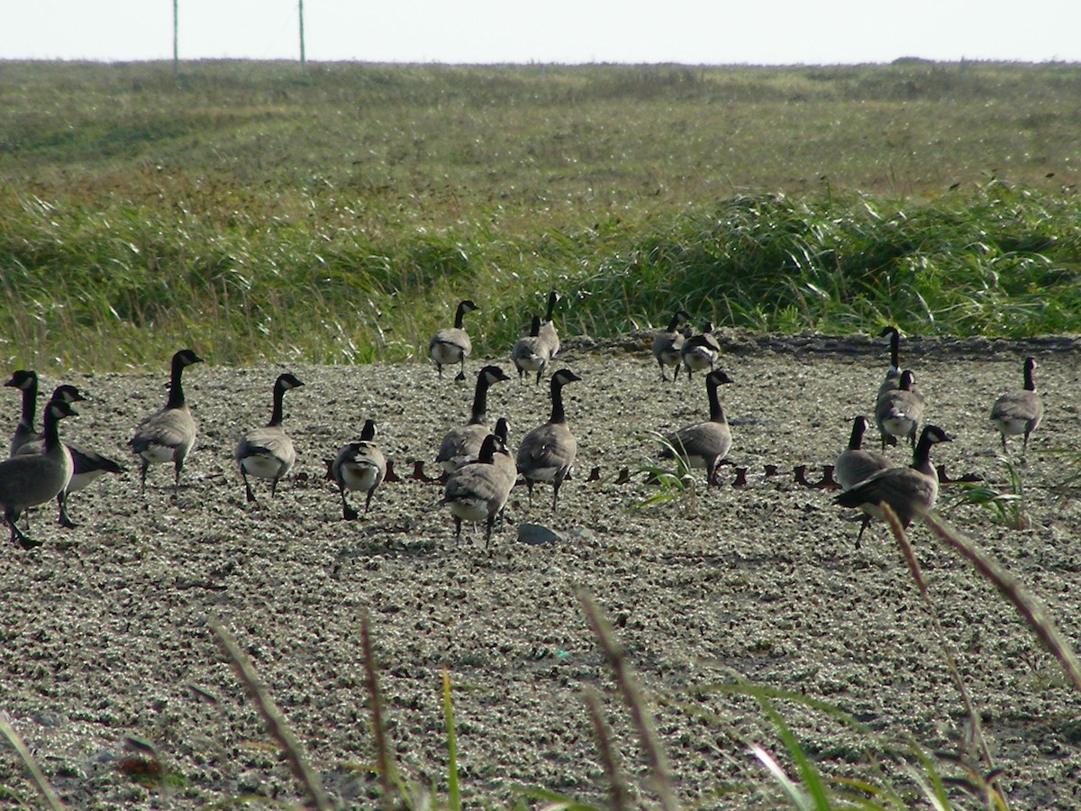 Cackling Goose (Aleutian) - ML589559501
