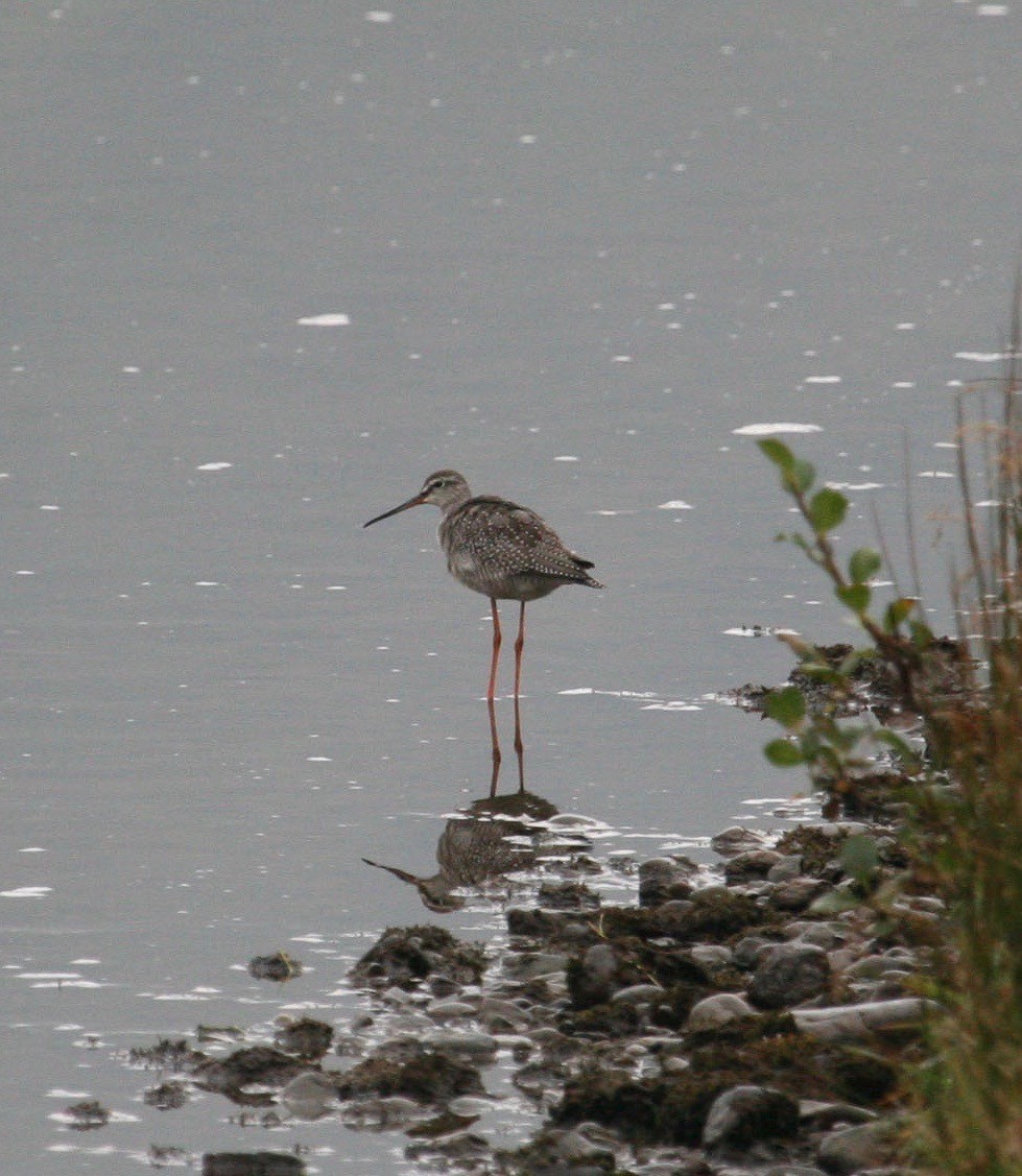 Spotted Redshank - ML589561361