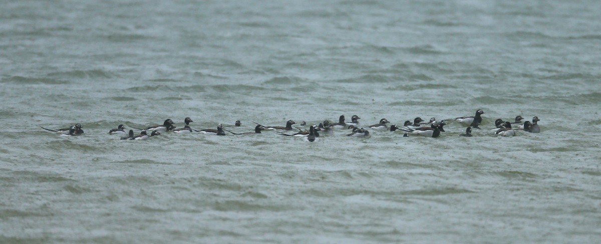 Long-tailed Duck - ML58956361