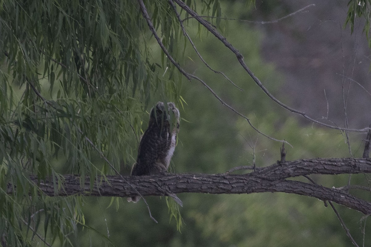 Great Horned Owl - ML589566701