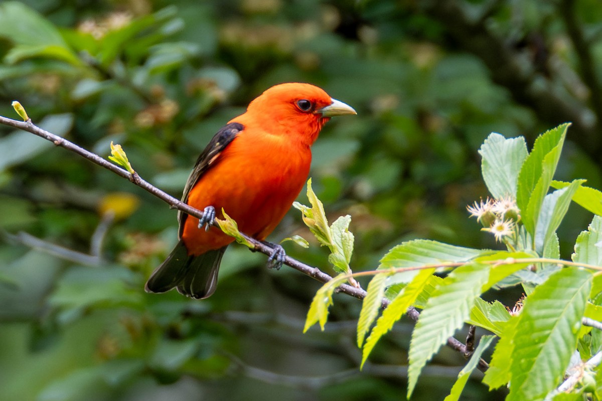 Scarlet Tanager - ML589566831
