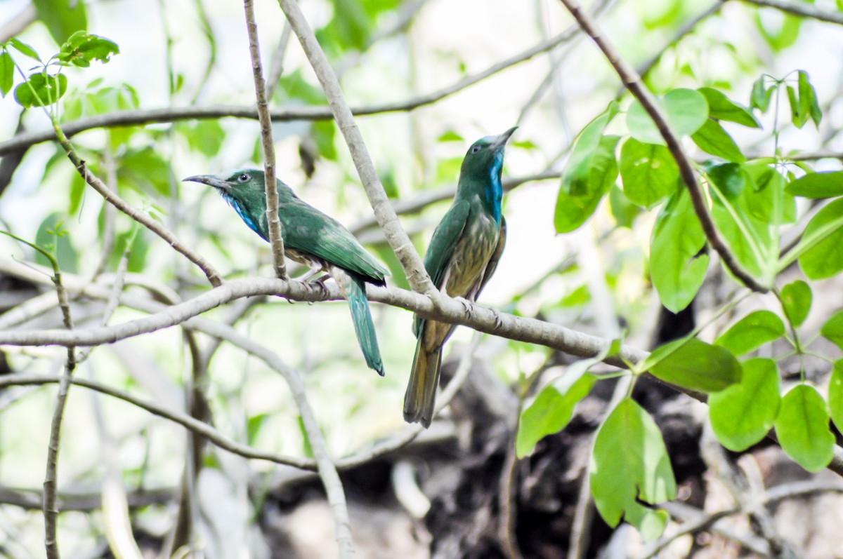 Blue-bearded Bee-eater - Ravi naidu