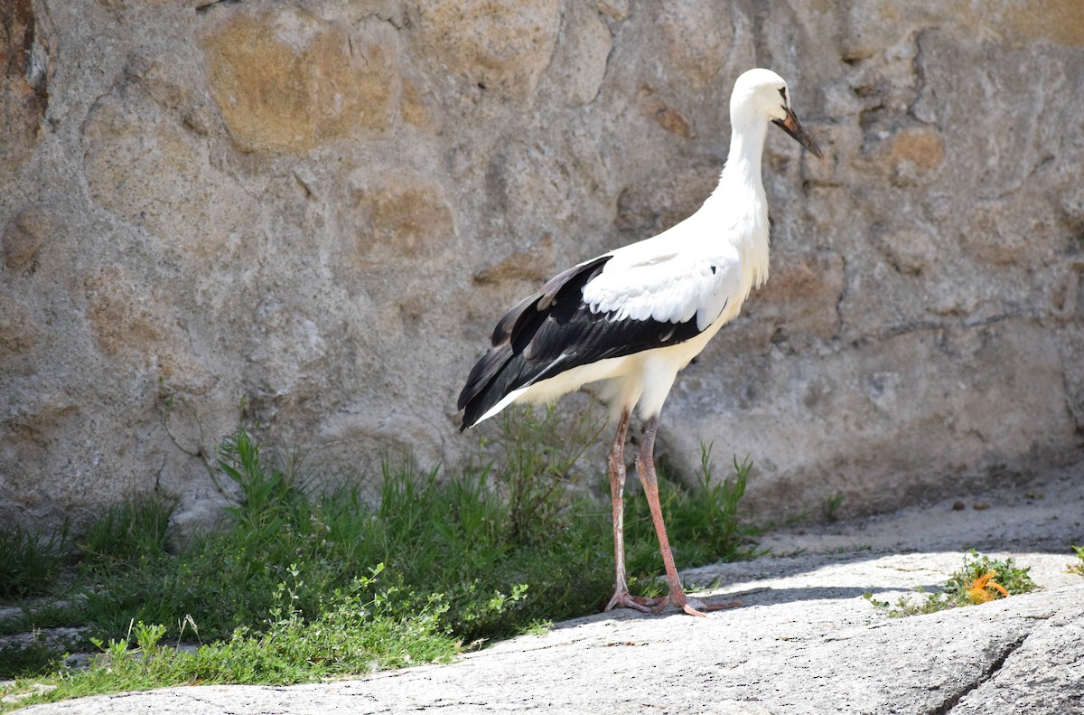 White Stork - ML589570491