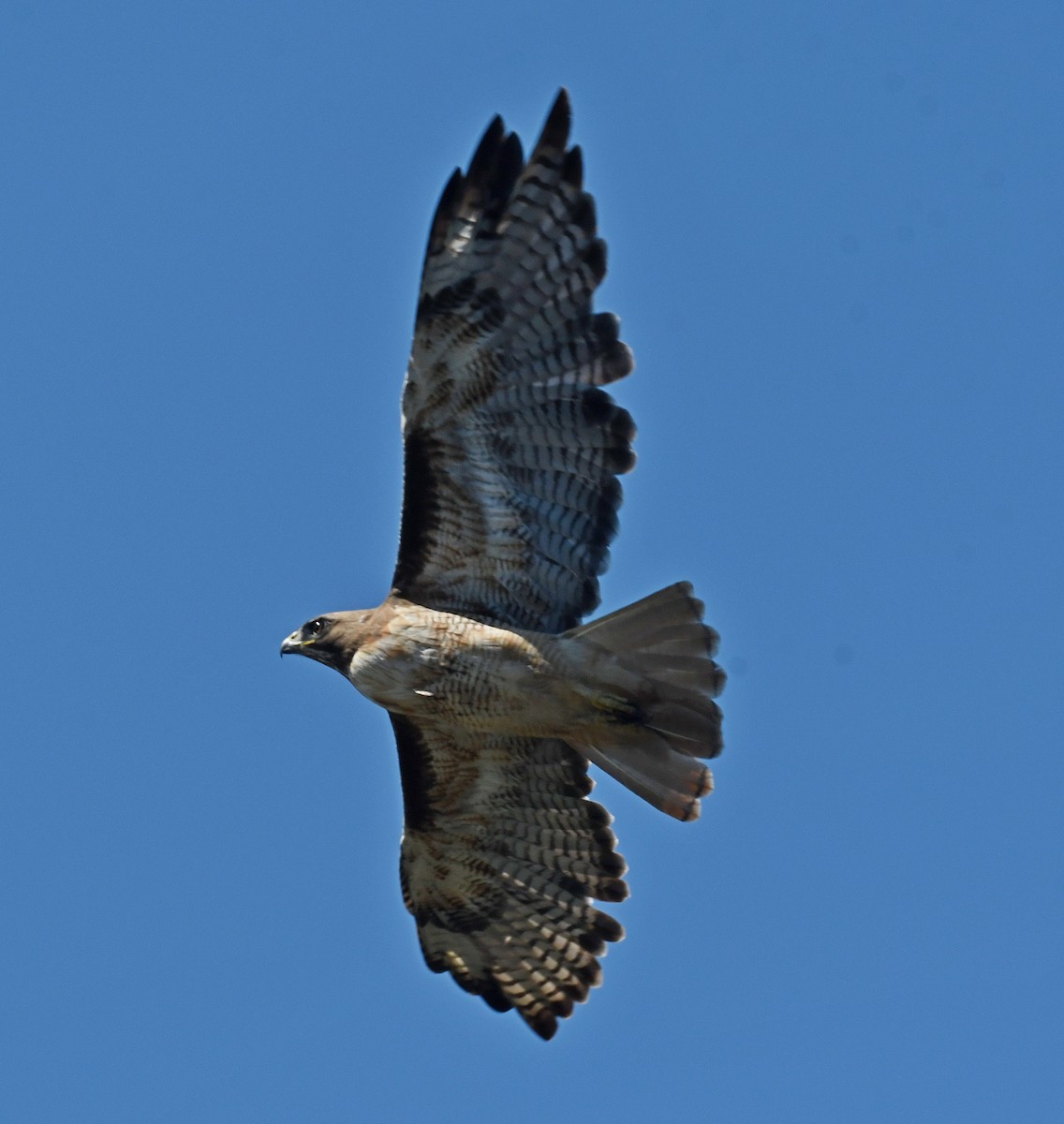 Red-tailed Hawk - ML589571671