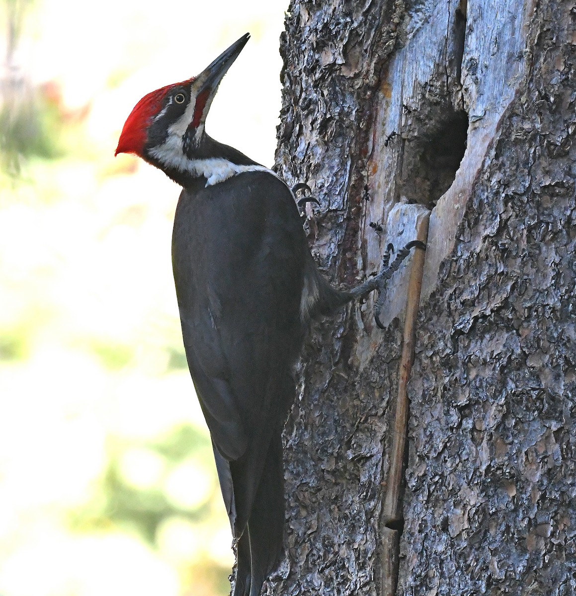 Pileated Woodpecker - Daniel Murphy