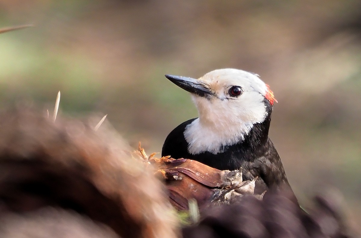 White-headed Woodpecker - ML589572041
