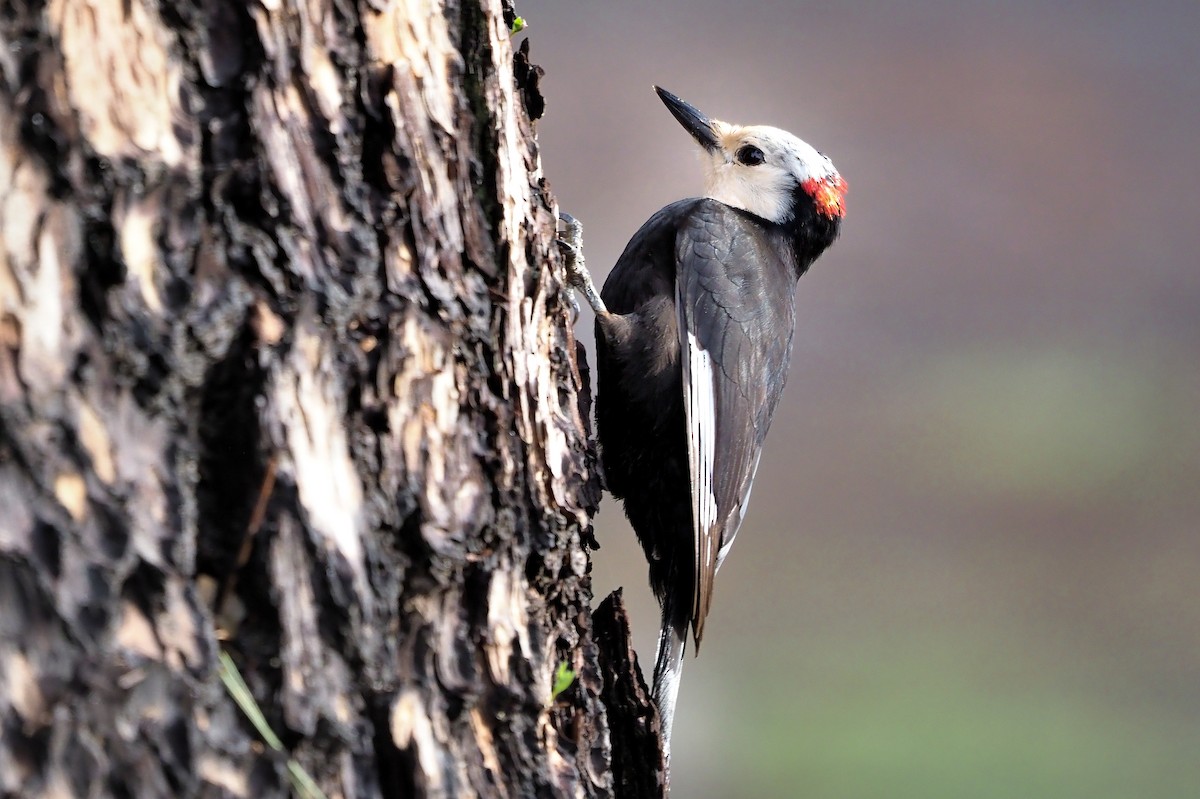 White-headed Woodpecker - ML589572061