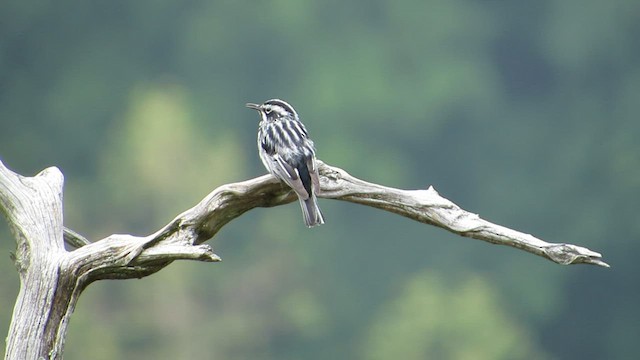 Black-and-white Warbler - ML589573141