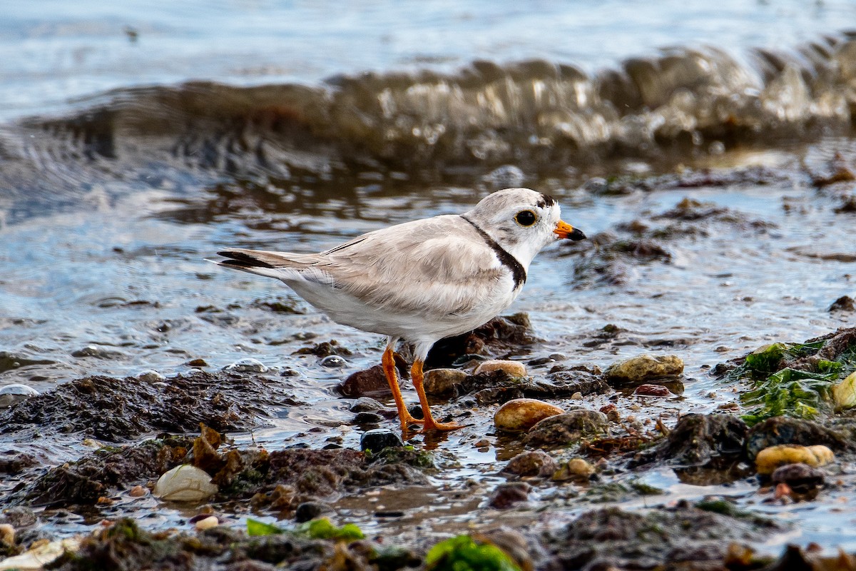 Piping Plover - ML589575741