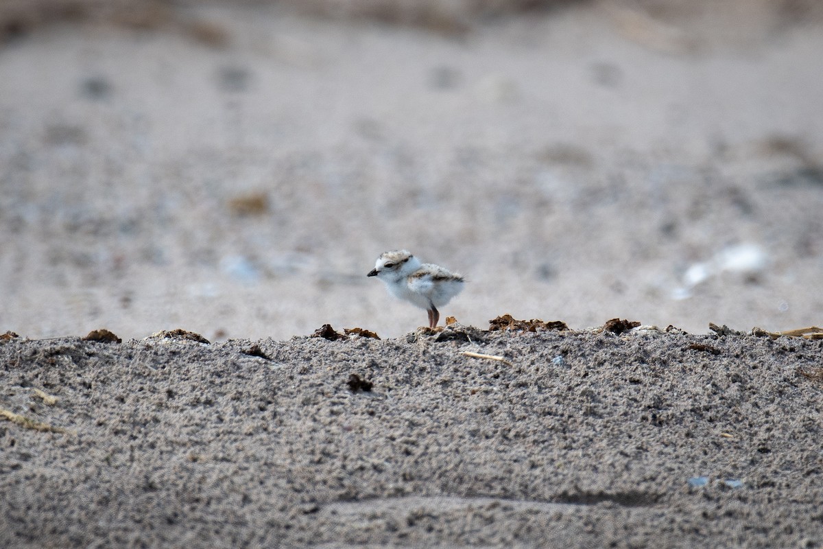 Piping Plover - ML589575751
