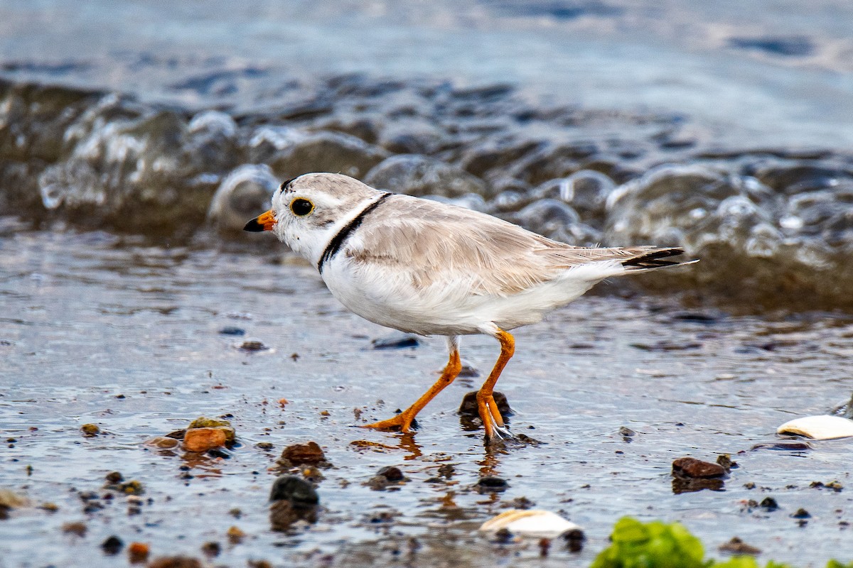 Piping Plover - ML589575761