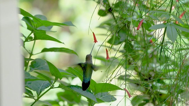 kolibřík zelenočelý - ML589577061
