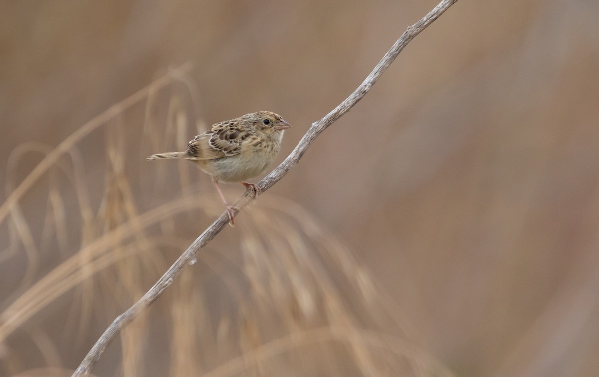 Grasshopper Sparrow - ML589578261