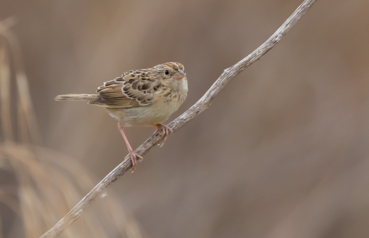 Grasshopper Sparrow - ML589578271