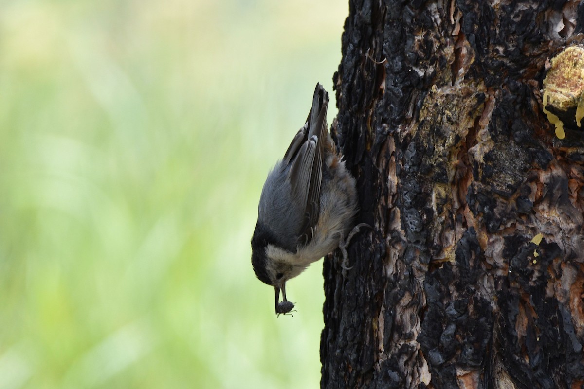 White-breasted Nuthatch - ML589578281