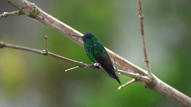 Indigo-capped Hummingbird - ML589583541