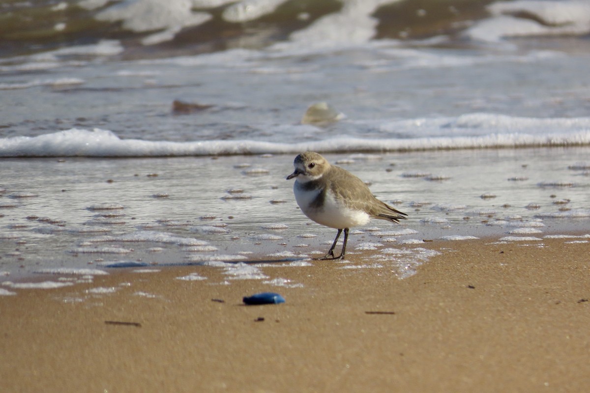 Two-banded Plover - ML589584811