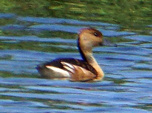 Fulvous Whistling-Duck - ML58958801