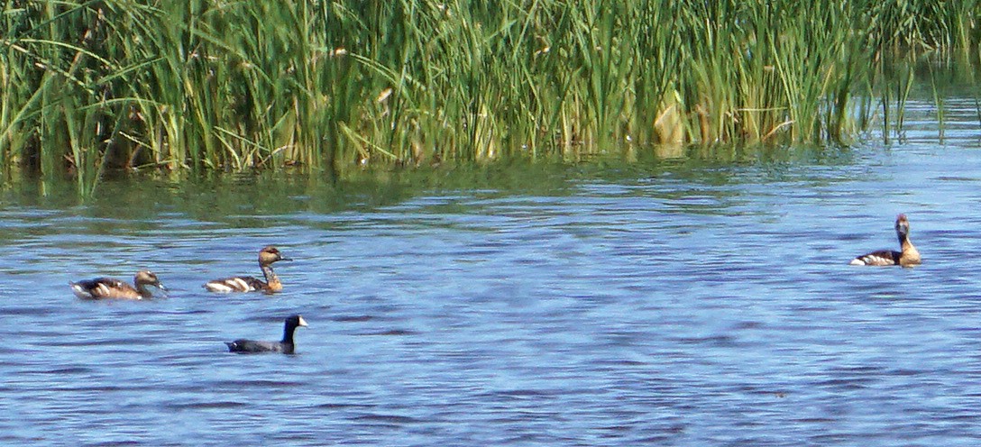 Fulvous Whistling-Duck - ML58958821