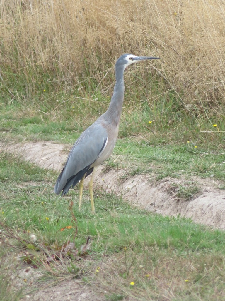 eBird Checklist - 18 Mar 2023 - Meander - 1 species