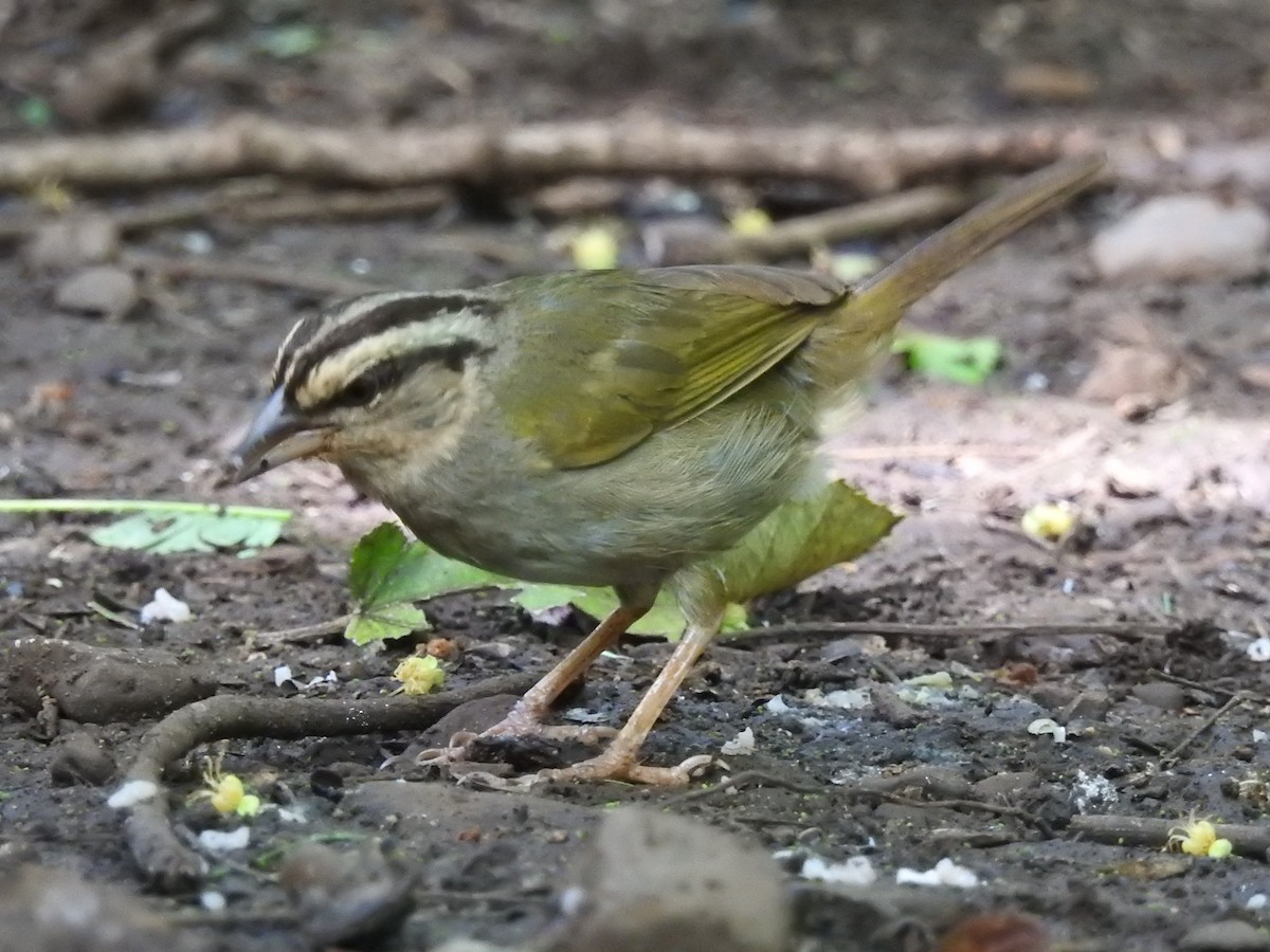 Olive Sparrow (Pacific) - ML589593371