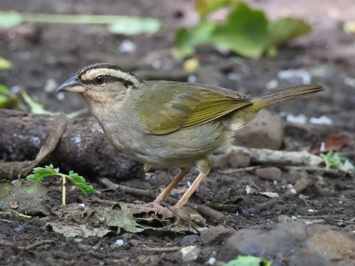 Olive Sparrow (Pacific) - Jeffrey Gammon
