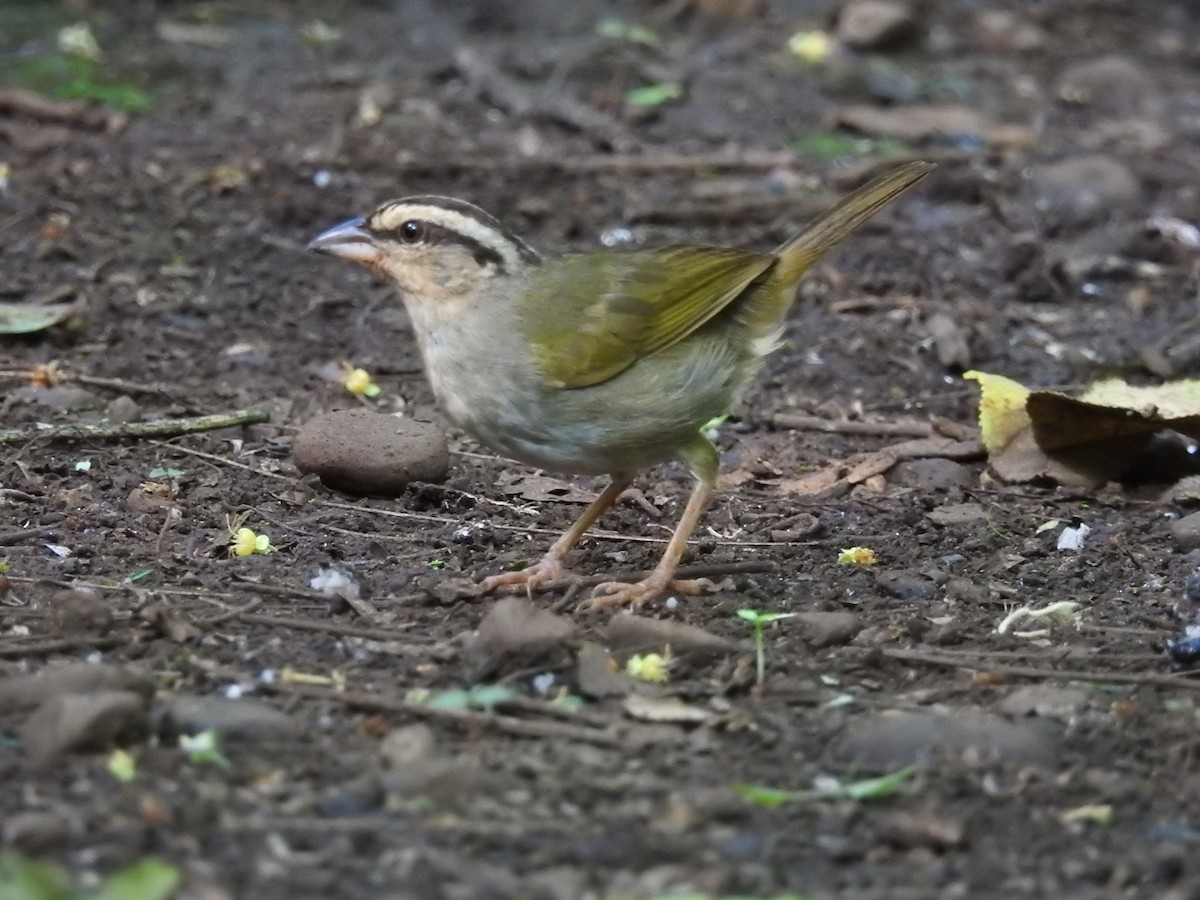 Olive Sparrow (Pacific) - ML589593391