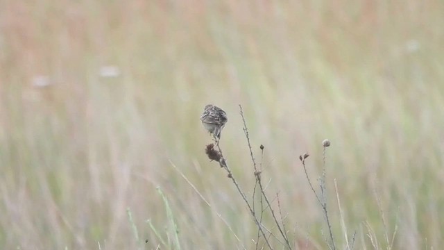 Grasshopper Sparrow - ML589593601
