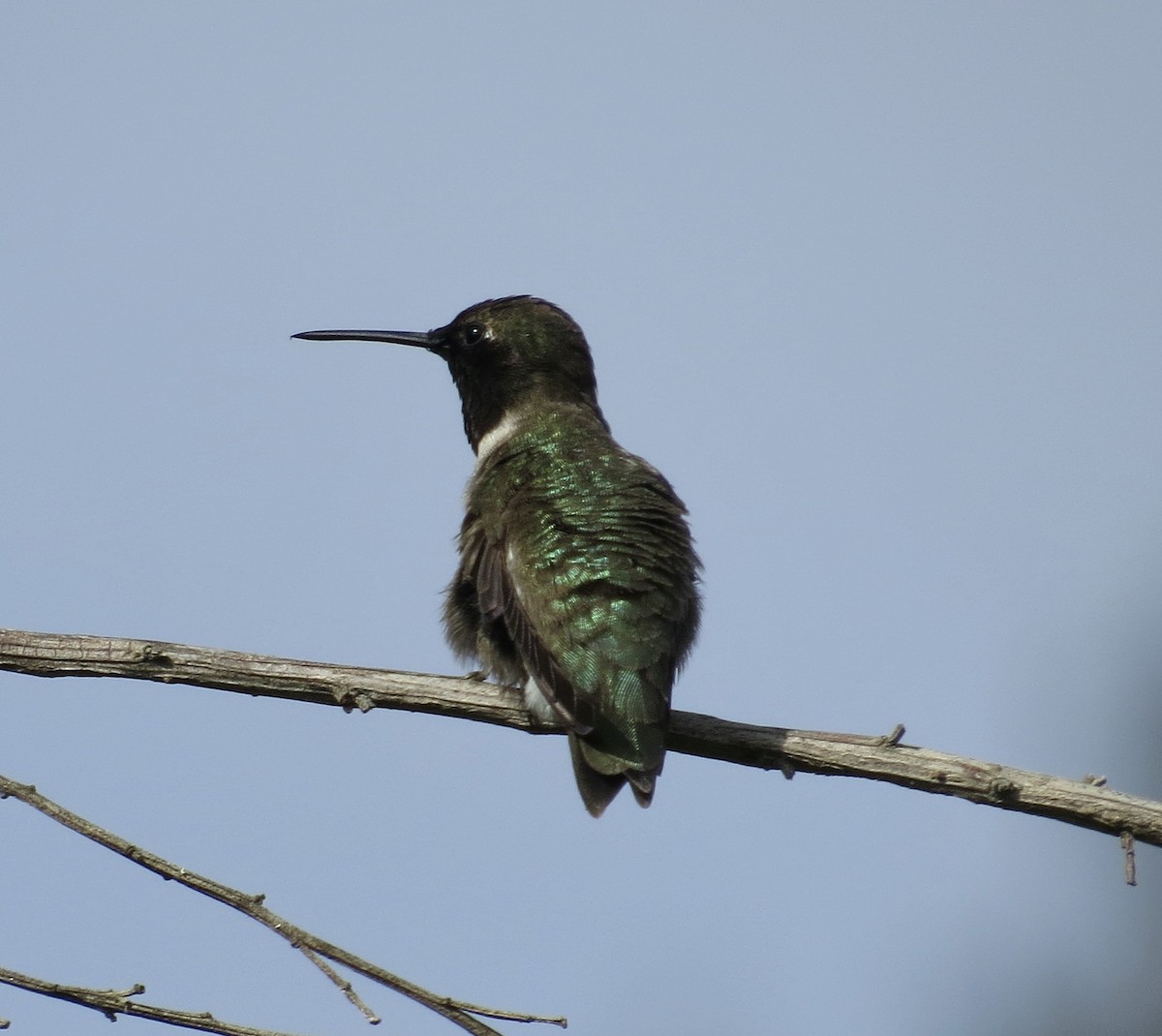 Black-chinned Hummingbird - ML589595661