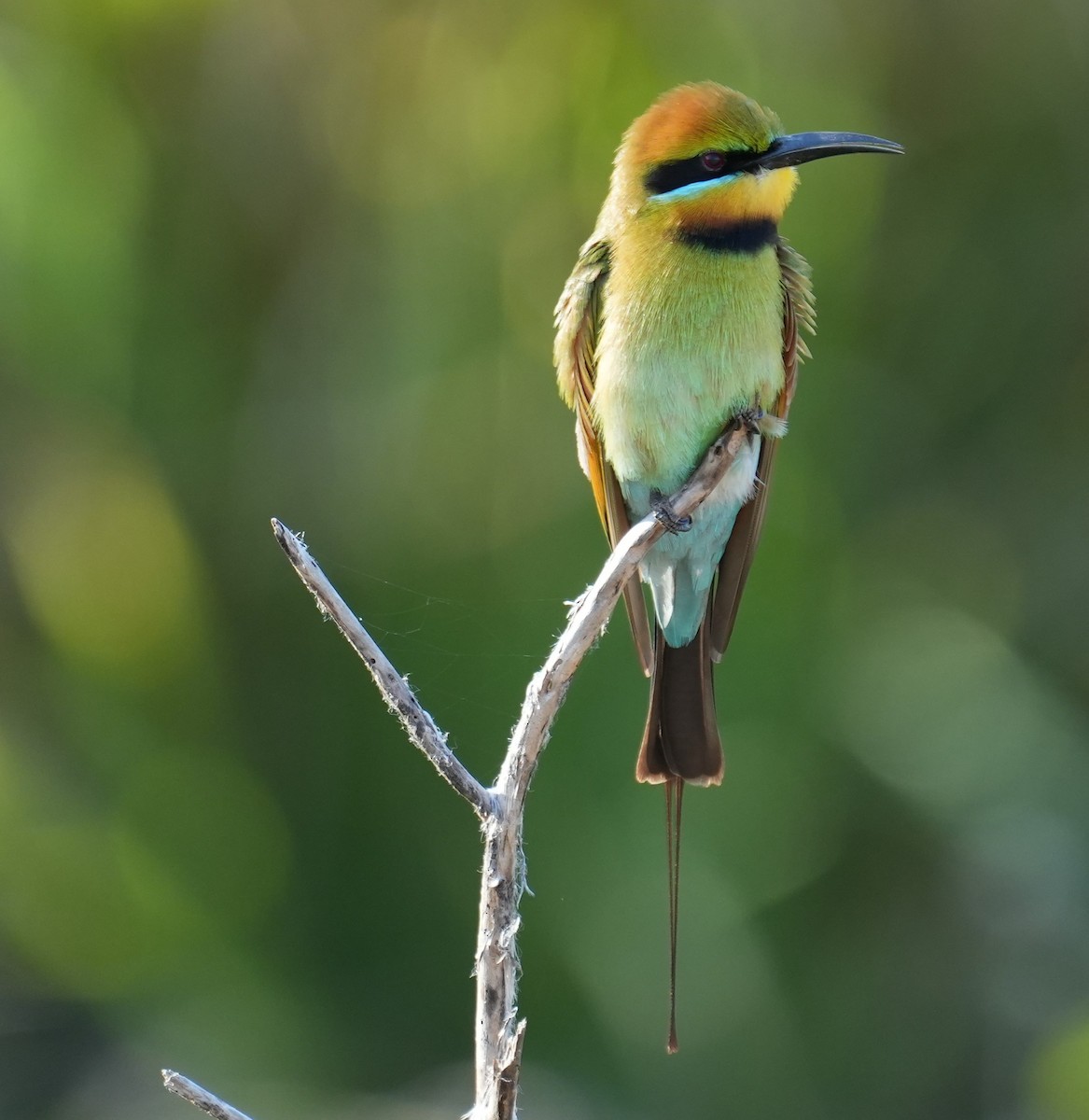 Rainbow Bee-eater - ML589597771