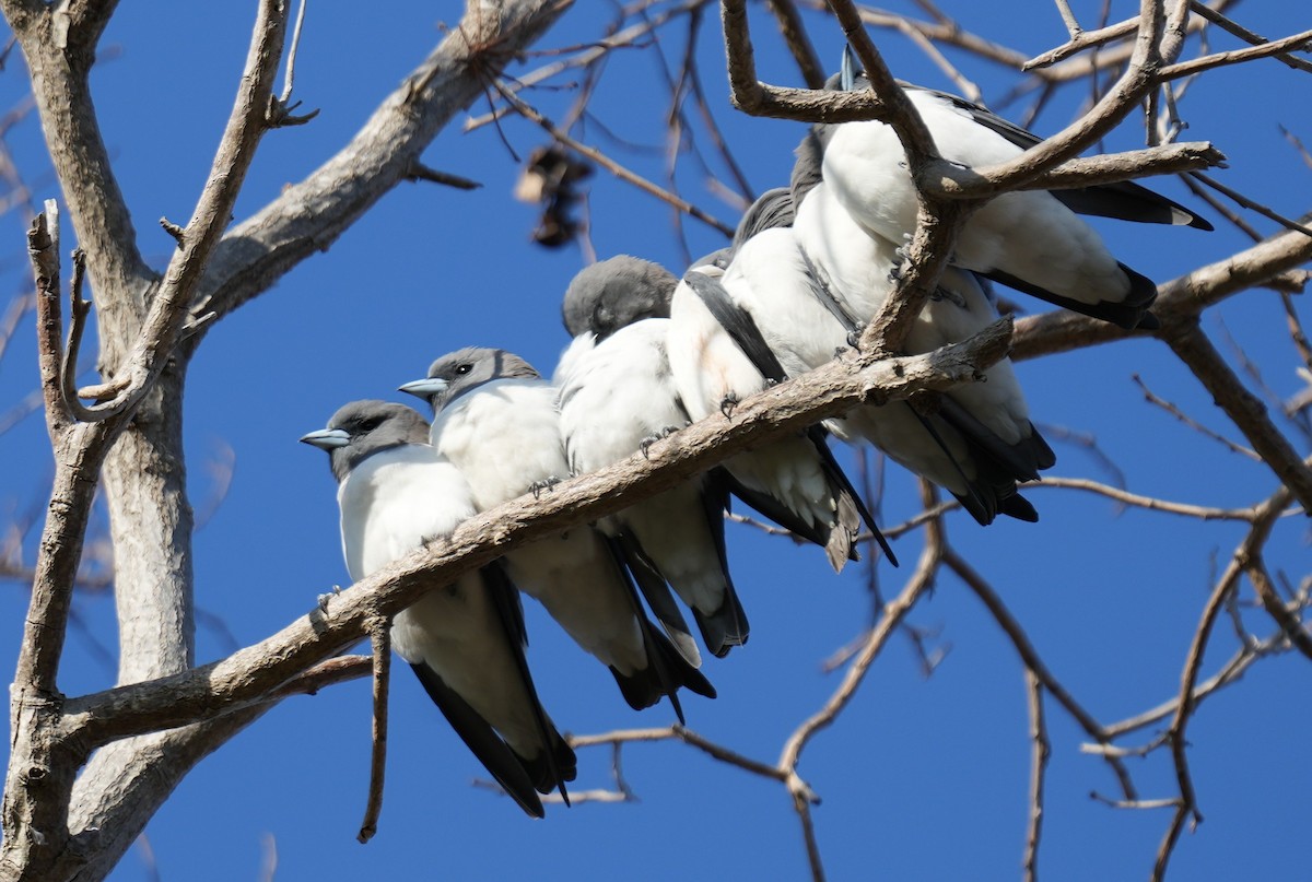 White-breasted Woodswallow - ML589597961