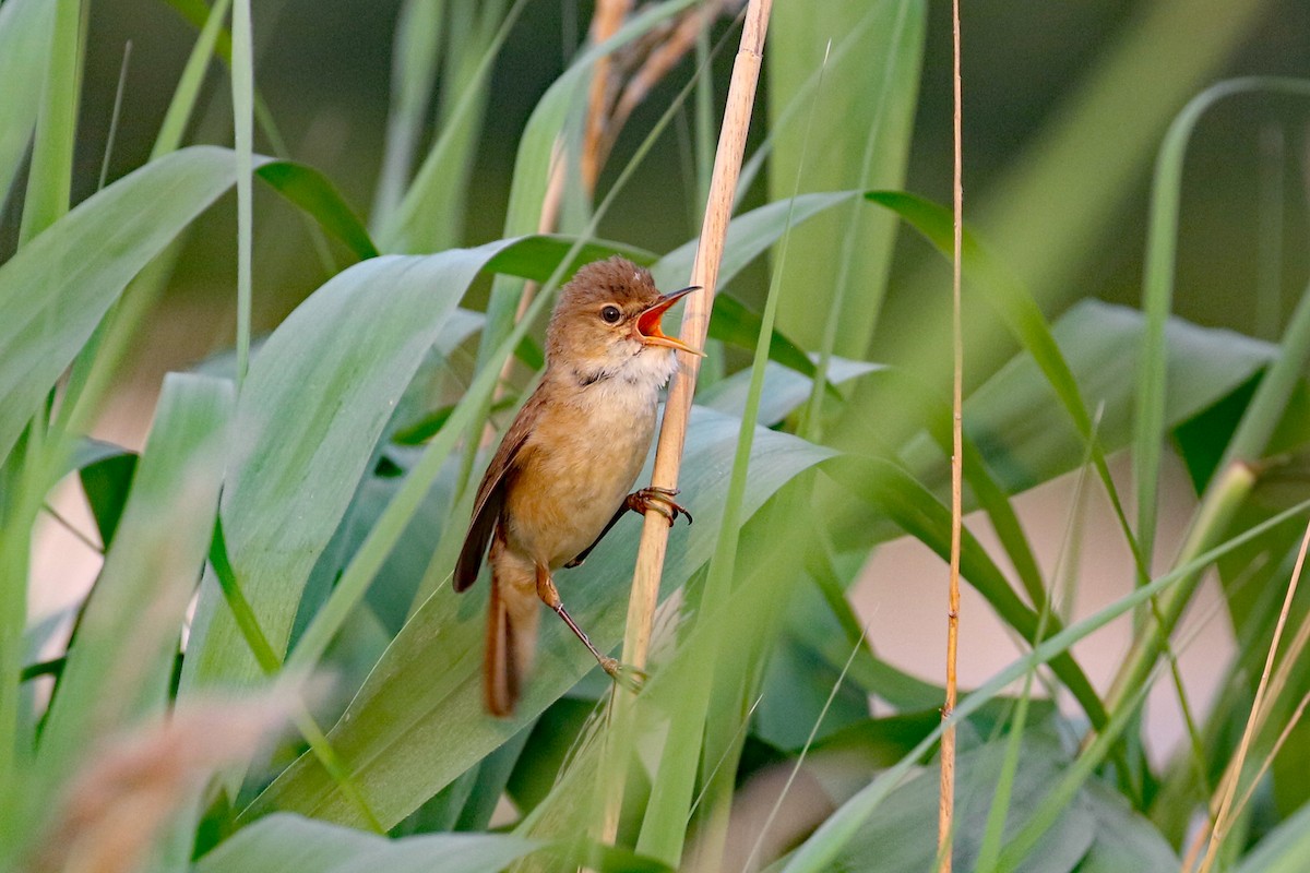 Common Reed Warbler - ML589601281