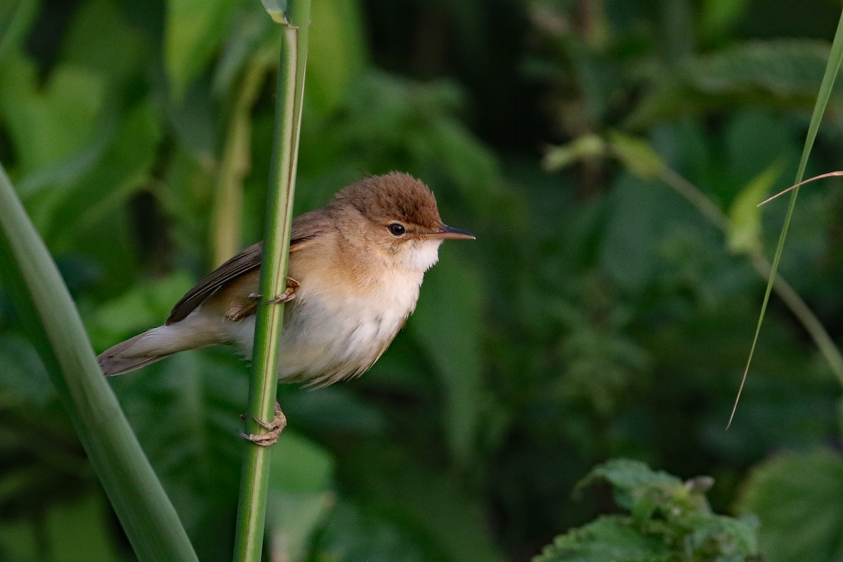 Common Reed Warbler - ML589601291