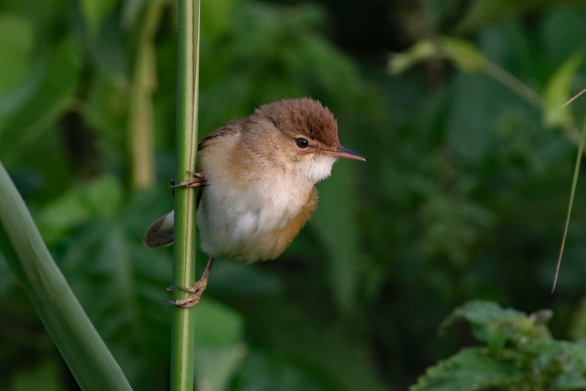 Common Reed Warbler - ML589601301