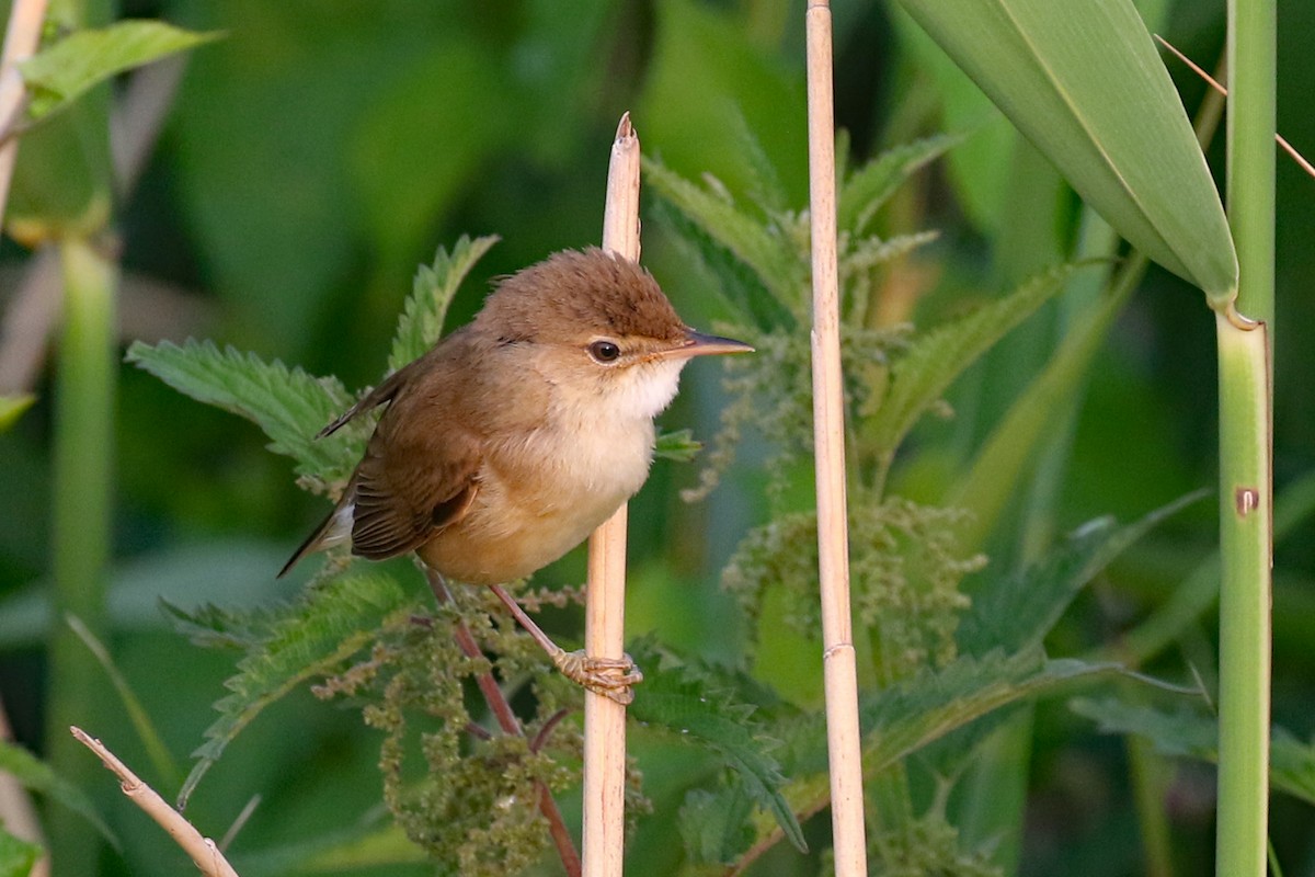 Common Reed Warbler - ML589601311