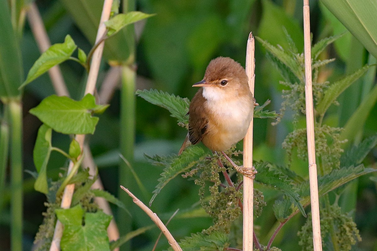 Common Reed Warbler - ML589601321