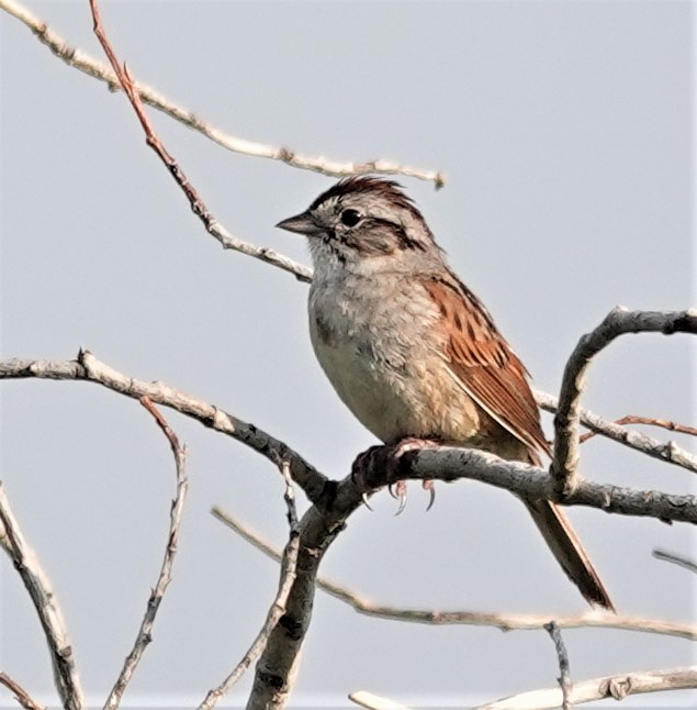 Swamp Sparrow - ML589601981